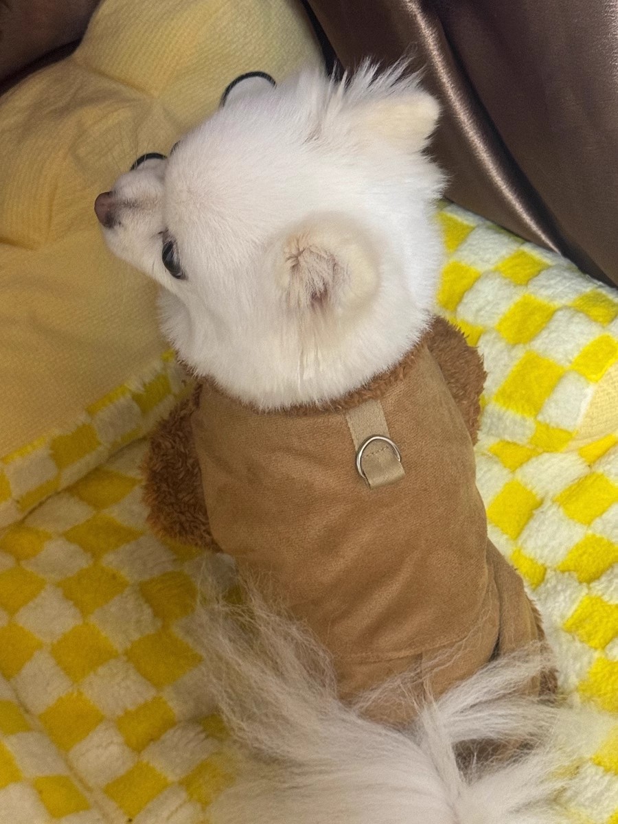 Autumn/Winter Dog small dog warm everything suede towed vest cat jacket Teddy pet dog clothes
