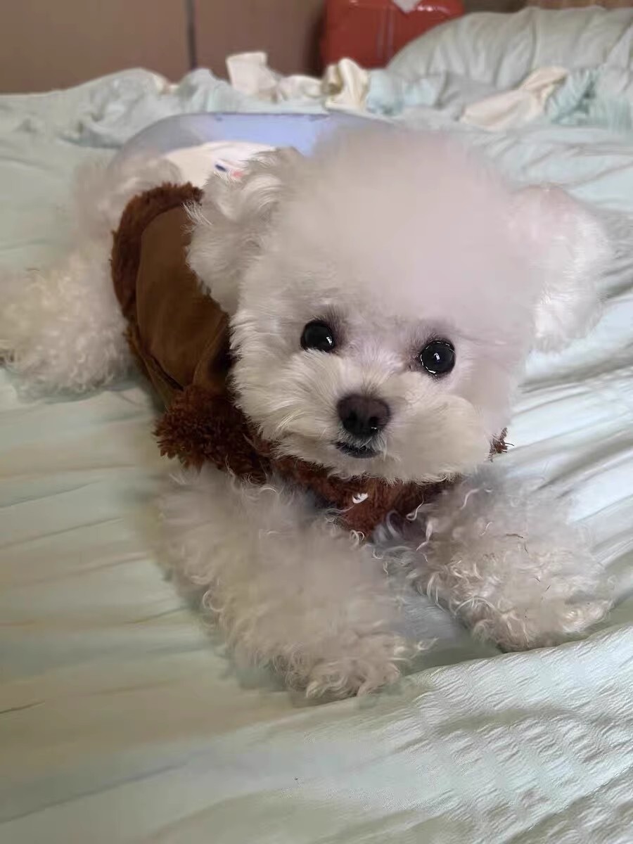 Autumn/Winter Dog small dog warm everything suede towed vest cat jacket Teddy pet dog clothes