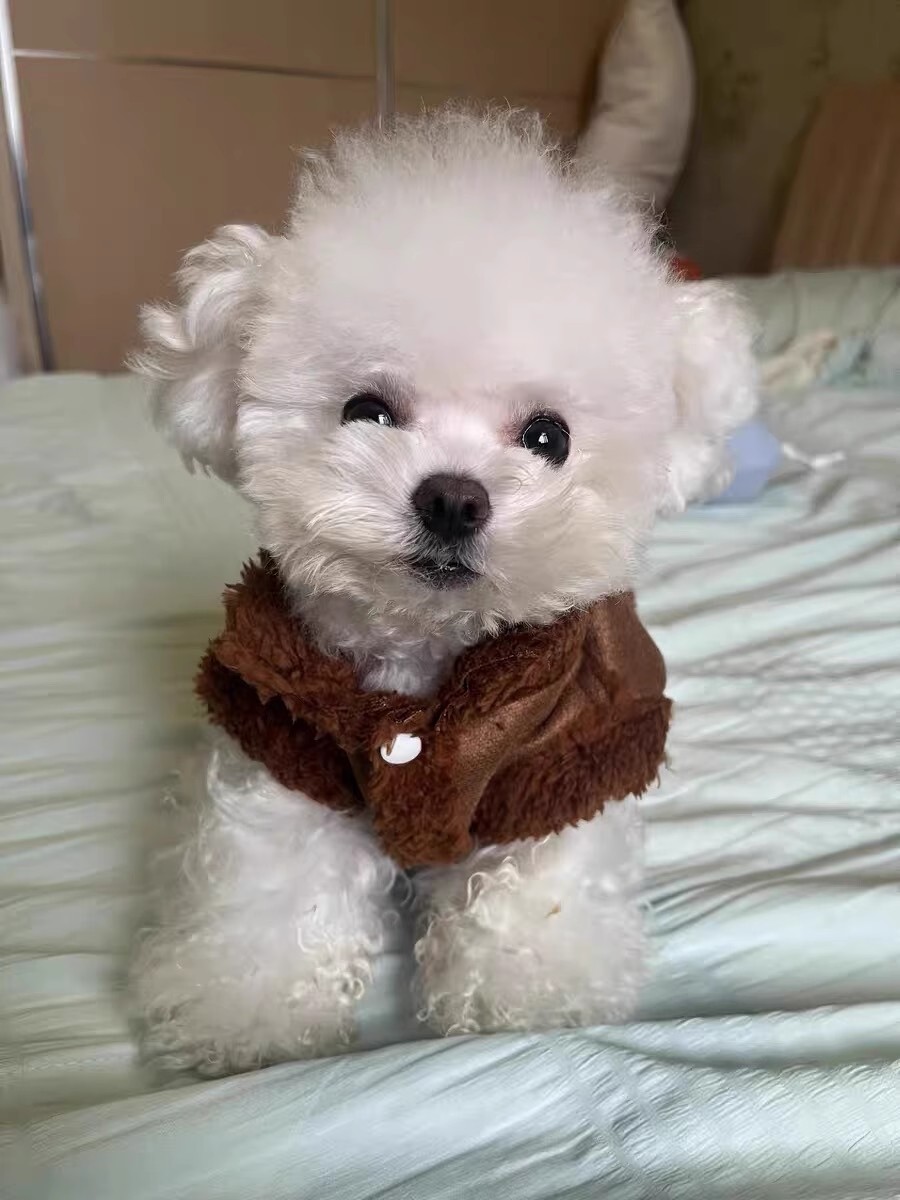 Autumn/Winter Dog small dog warm everything suede towed vest cat jacket Teddy pet dog clothes