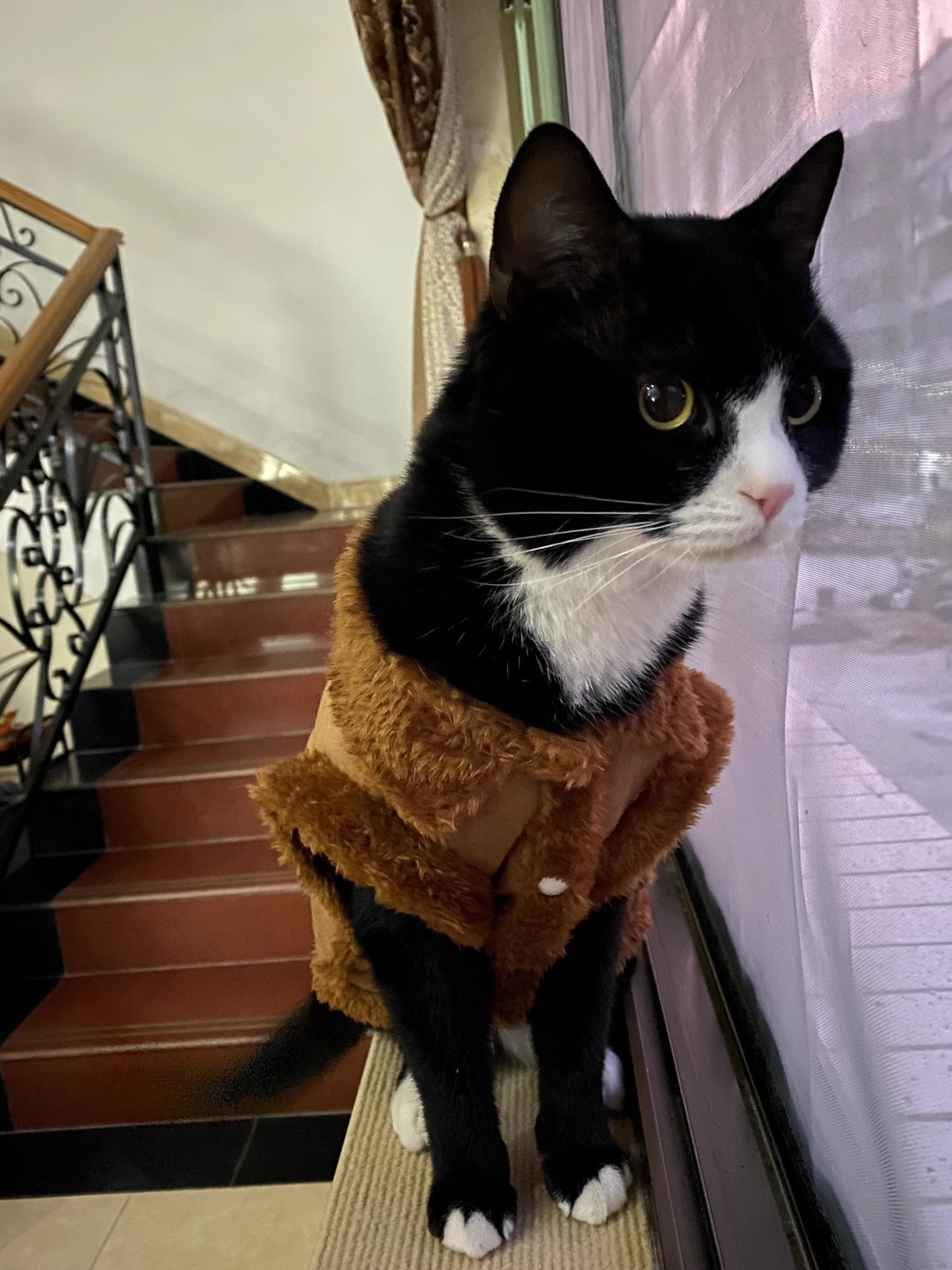 Autumn/Winter Dog small dog warm everything suede towed vest cat jacket Teddy pet dog clothes